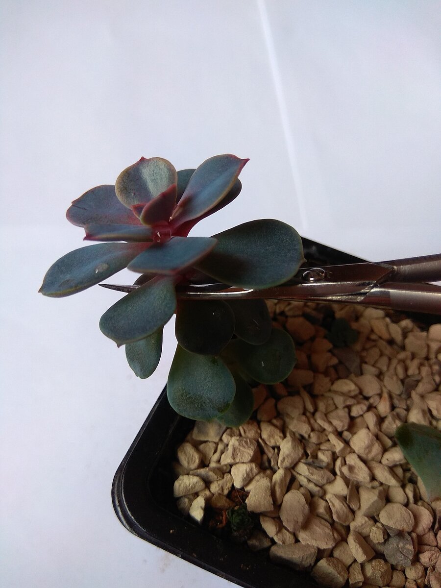 Echeveria Perle Von Nurnberg тоже попала под нож