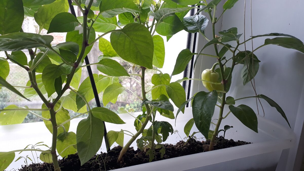 Наши выращенные на окне перчики 
