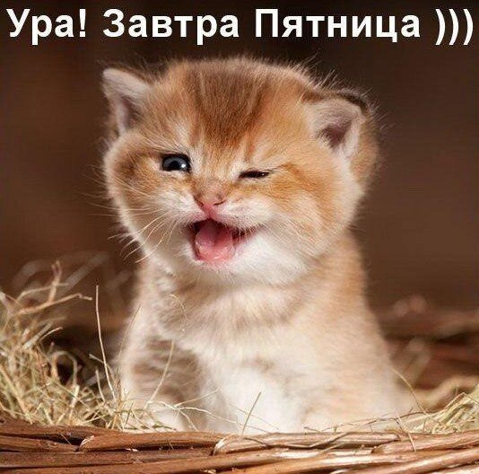 Смешные фото КОТЯТ | MORIMORCI | Дзен