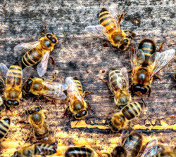 Маточное молочко наполнено витаминами, минералами и ферментами. Можно легко назвать это натуральным поливитаминами .