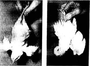 Петушок / Курочка