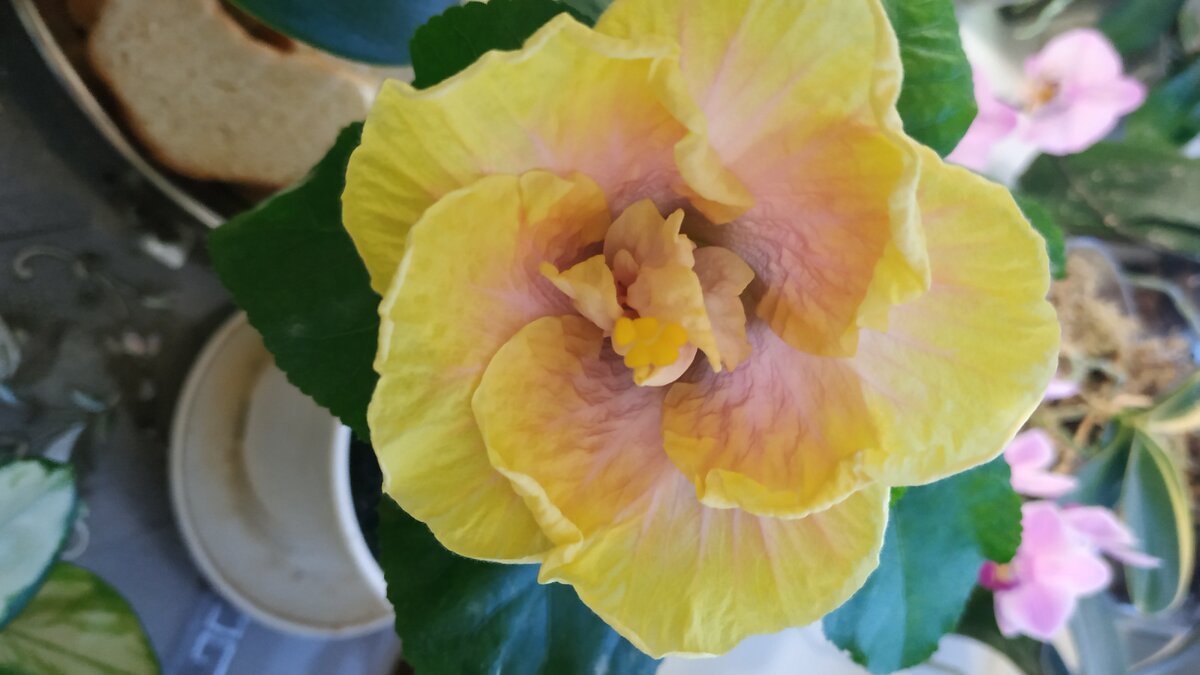 Creole lady  - зимнее цветение