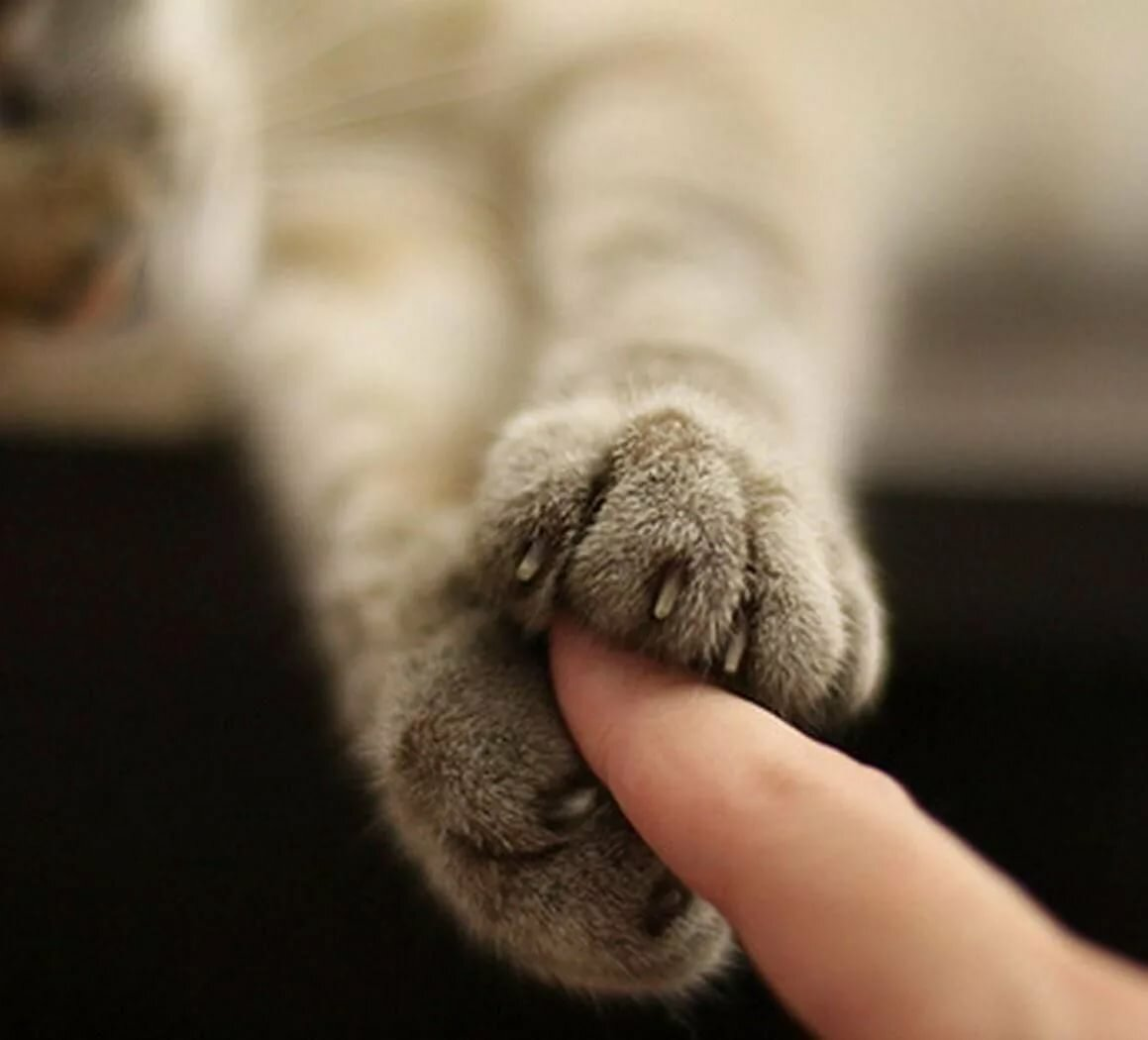 Лапки киски. Лапа кота. Кошачья лапка. Кошачья лапка и рука человека. Лапа кота и рука человека.