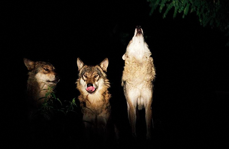 Источник: Яндекс-картинки