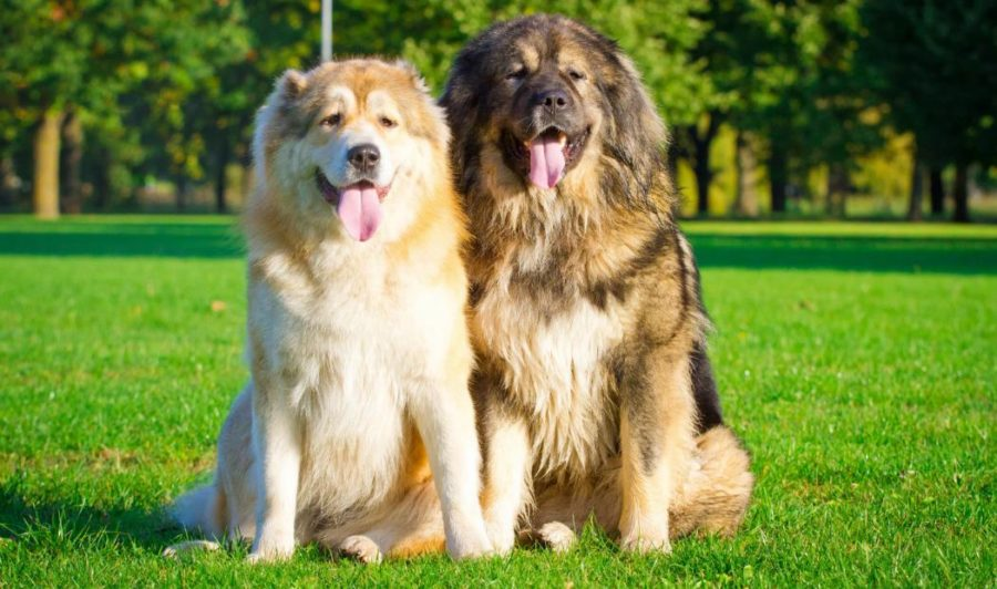 Кавказская овчарка 