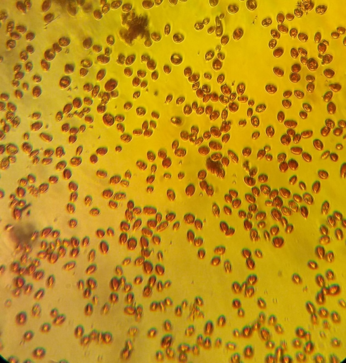 дрожжевые клетки