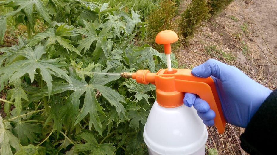 Обработка сада от вредителей. Фото автора