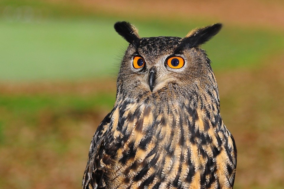 https://cdn.pixabay.com/photo/2017/01/26/11/17/european-eagle-owl-2010346_960_720.jpg