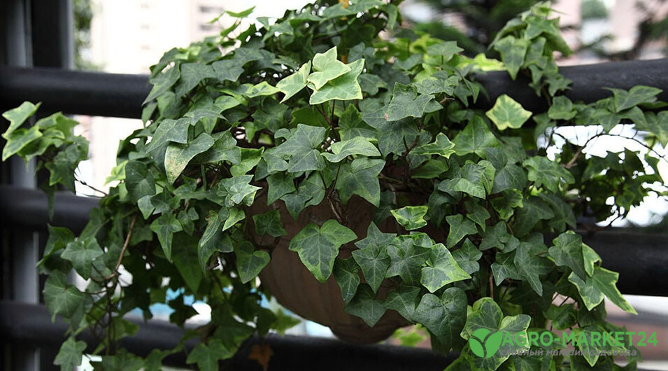 Комнатный плющ