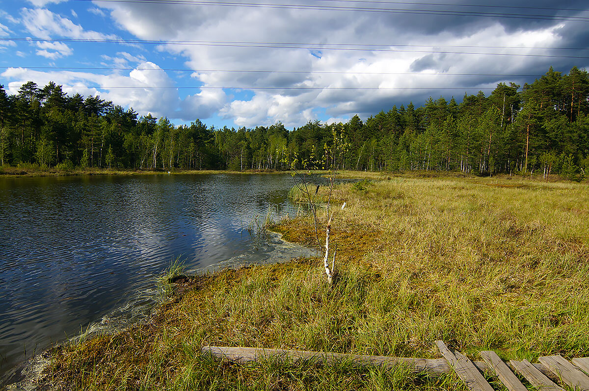 себболото архангельской области. сюрьевское болото ленинградская область. усинское болото. болото сим. рачейский бор болото.