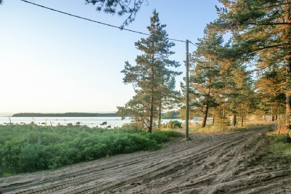  Участок леса близ поселка Озерки. Фото с сайта openbereg.ru