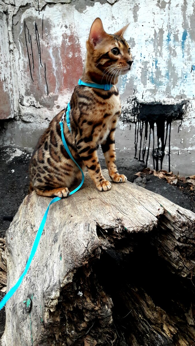 Здесь Марти примерно полгода. Все прививки поставлены, обработка от паразитов сделана - можно смело гулять.👌🏻