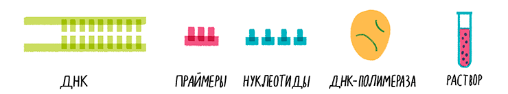 Источник: рисунок Ольги Пташник