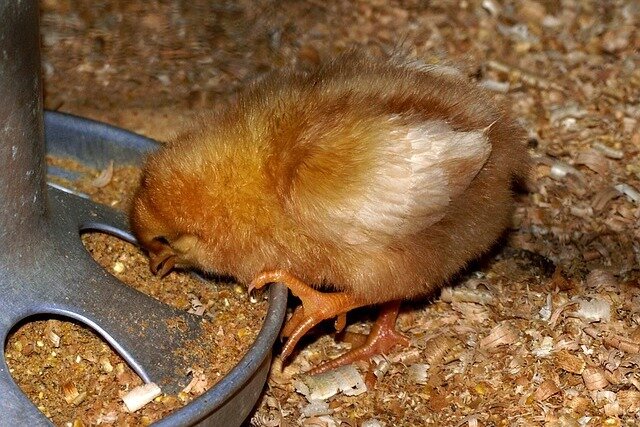 Источник фото: pixabay.com