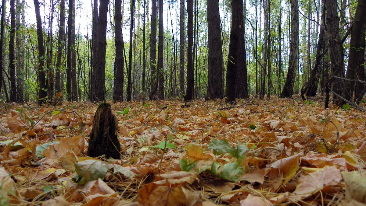Дубрава прекрасна в любое время года