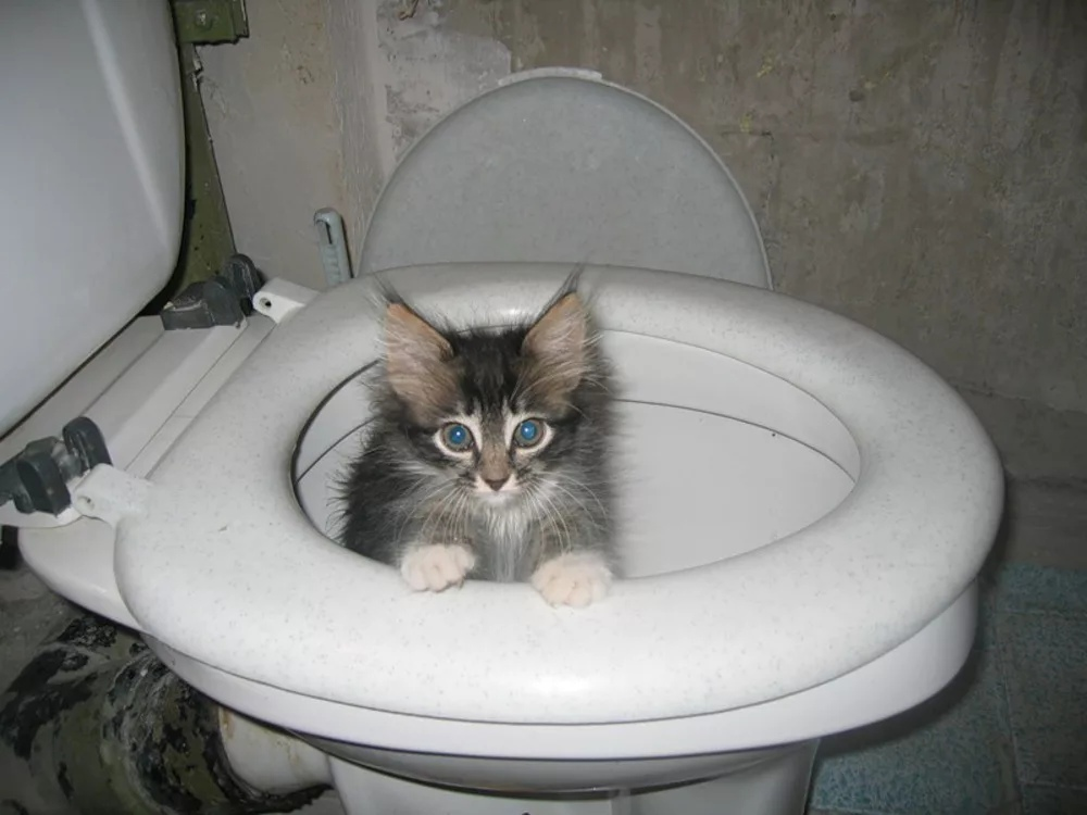 Никуда не смыться. Кот на унитазе. Котенок в унитазе. Котенок в туалете. Туалетный котенок.
