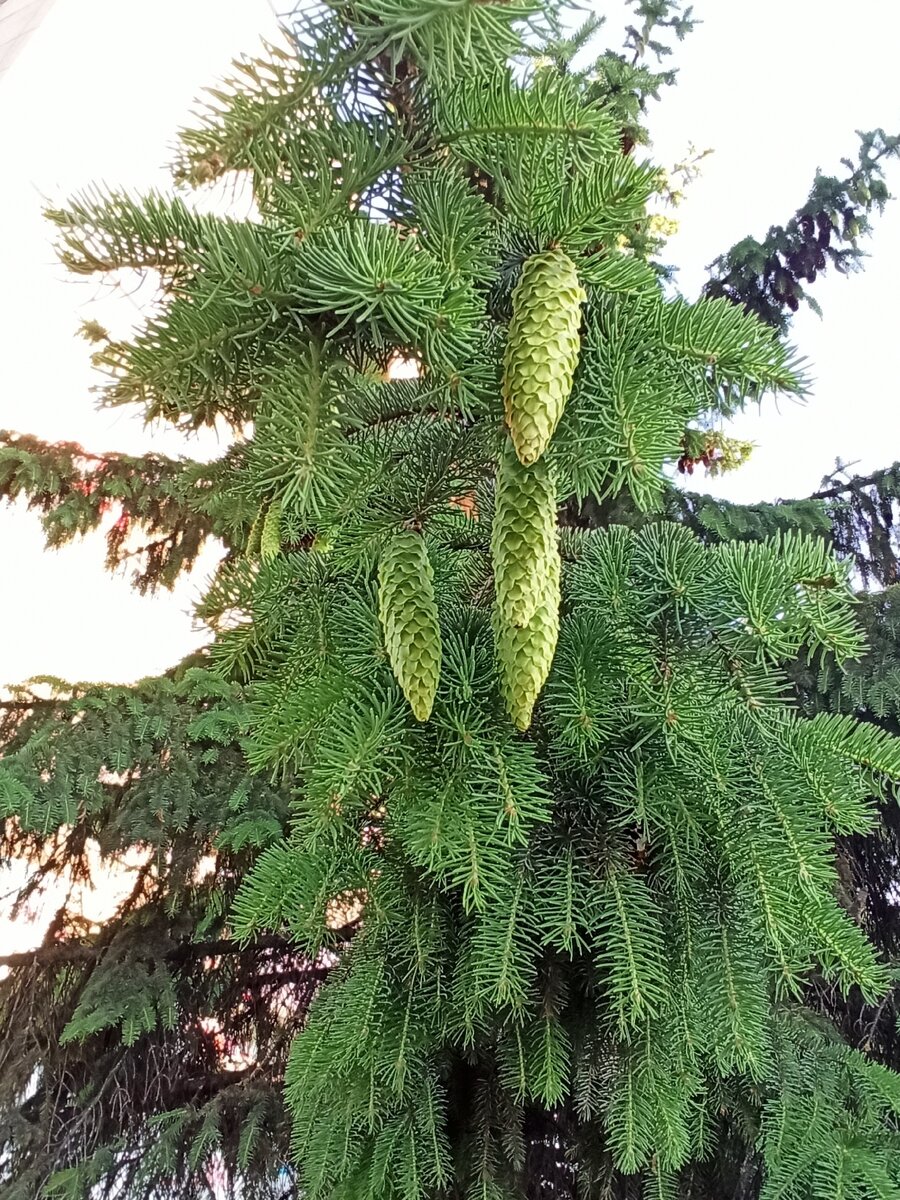 Личное фото автора