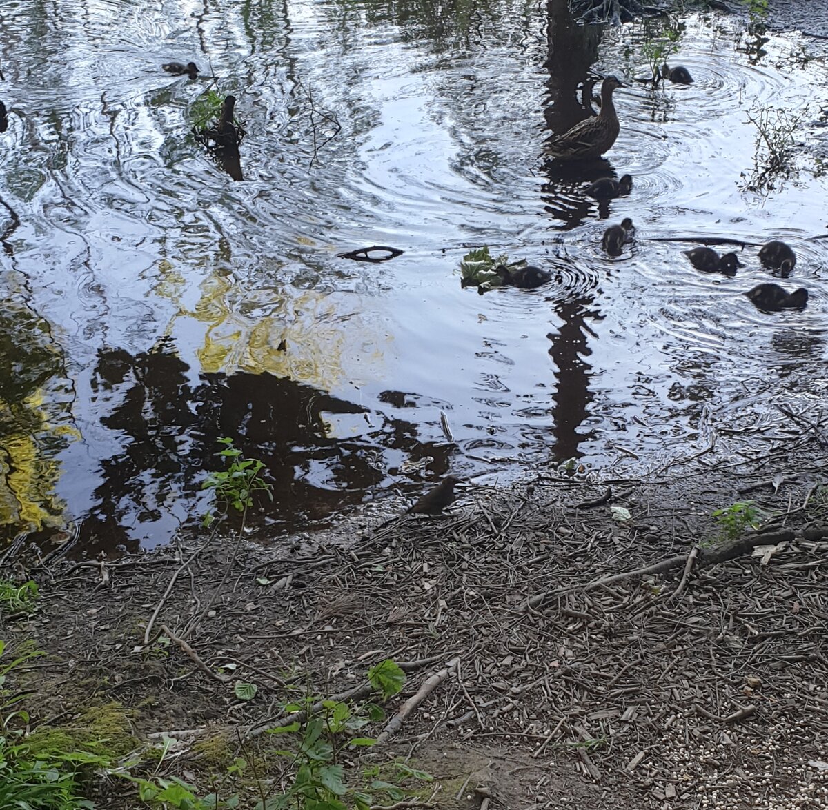 Фото автора. Водоём в экопарке. Дикие утки с маленькими утятами.