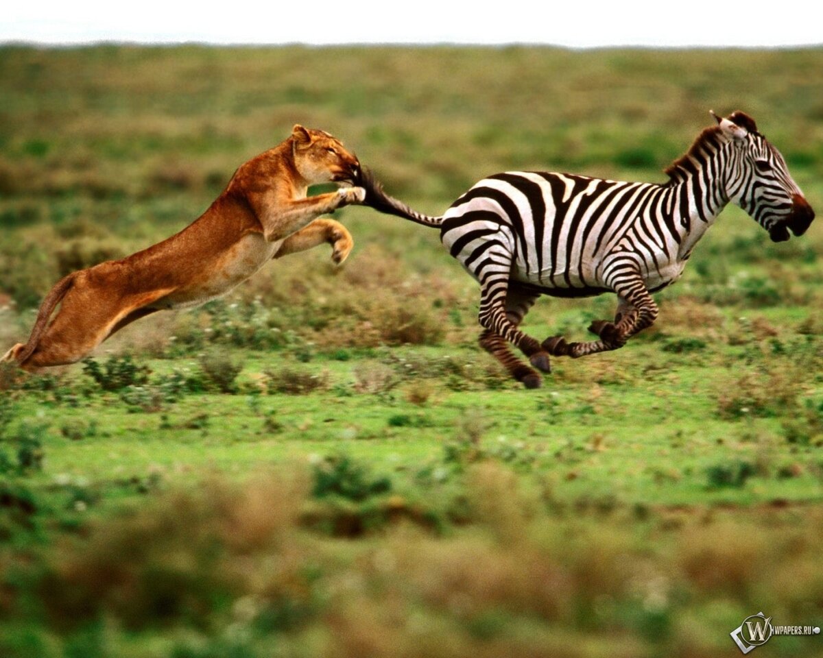 фото с сайта https://wpapers.ru/wallpapers/animals/Zebras/1836/1280-1024.html