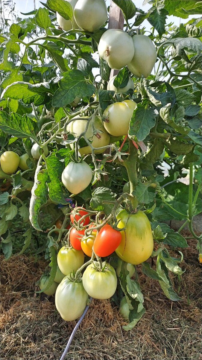 Сорт томата " Буян"