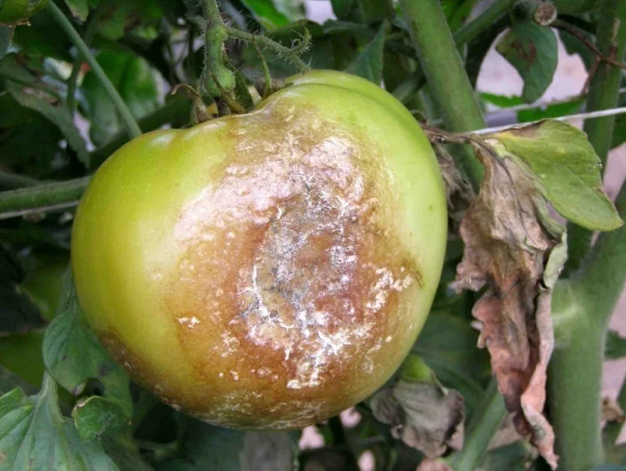 Больное растение и плод.