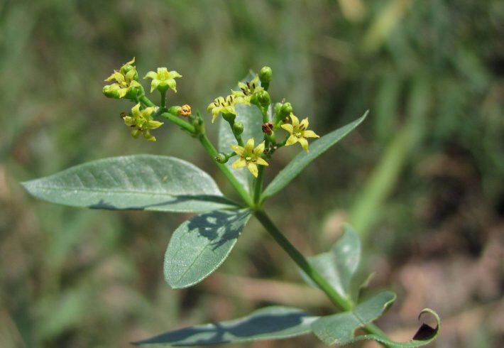 Внешний вид (фото) марены красильной
