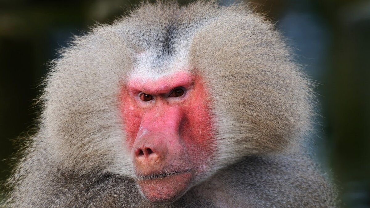 Яндекс картинки