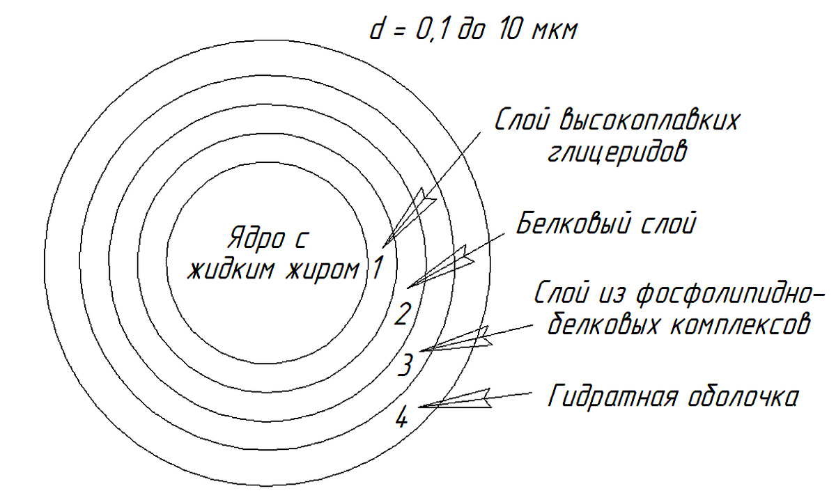                                                                     Структура жирового шарика