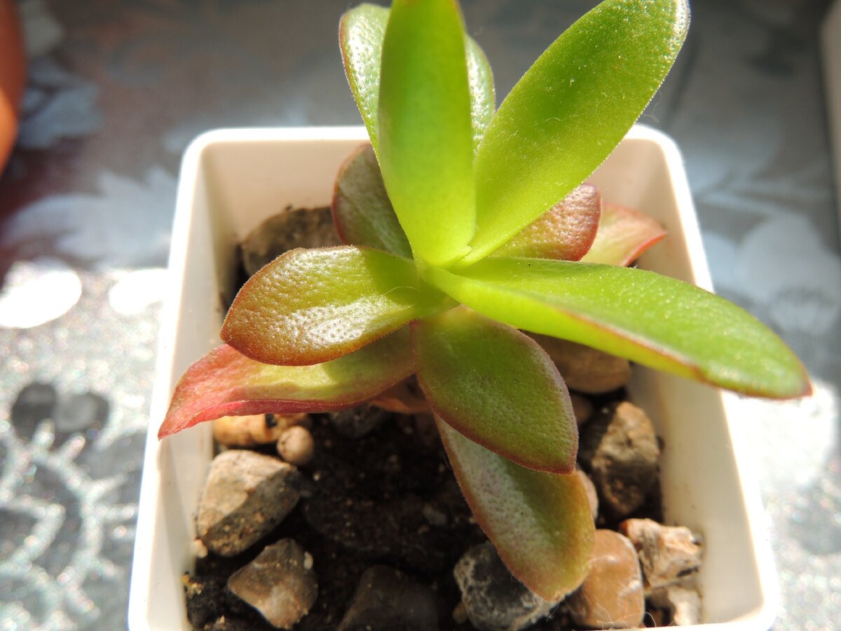 2. Crassula erosula Campfire