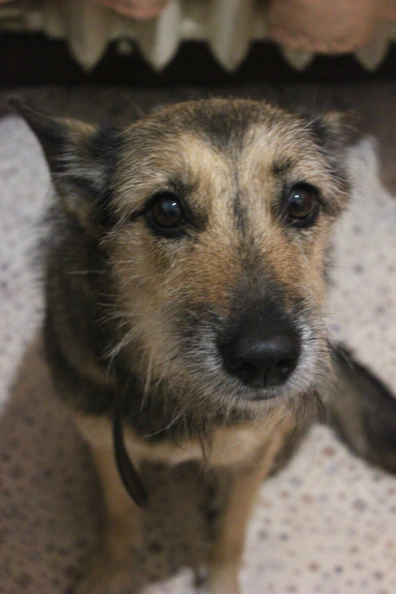 Зола в предвкушении (личное фото автора канала) 