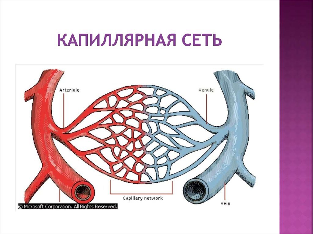 Схема капиллярной сети из учебника