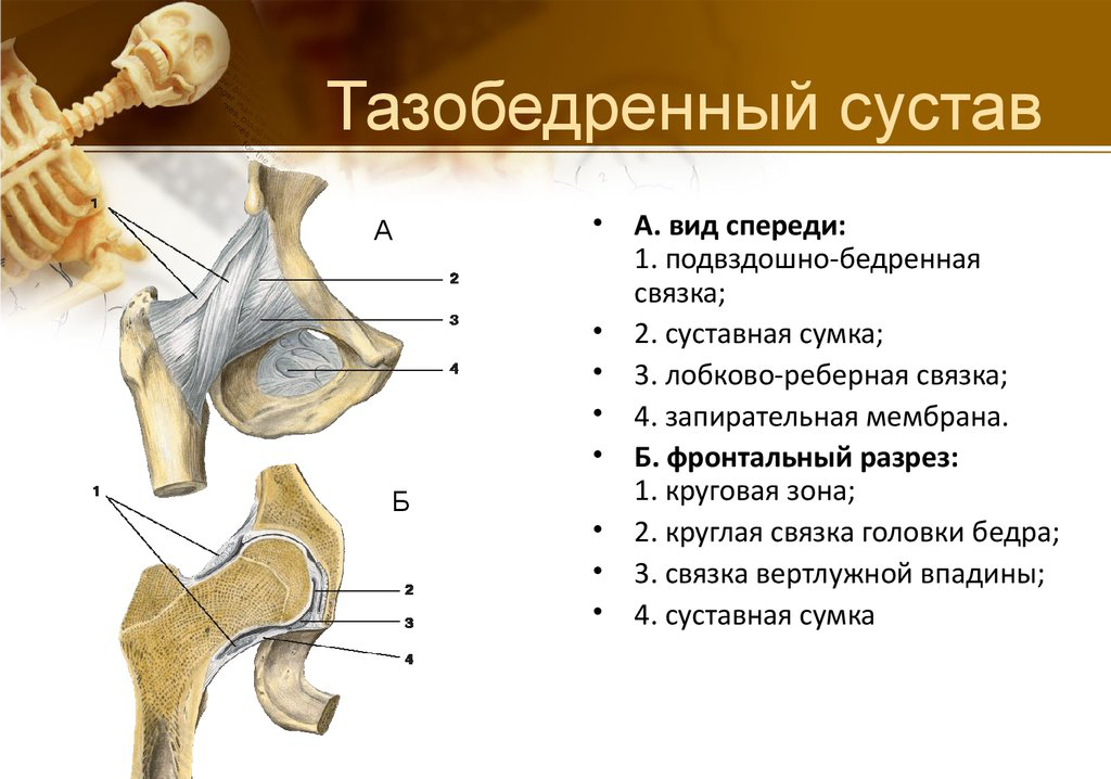 Тазовые кости и суставы. Связки тазобедренного сустава вид спереди. Тип соединения костей в тазобедренном суставе. Строение костей тазобедренного сустава. Анатомическая структура тазобедренного сустава.