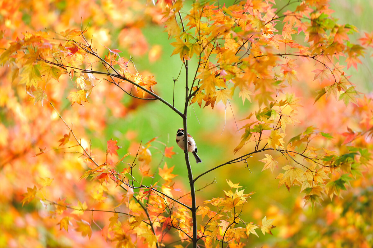 Золотая осень за окном | irene-boris | Дзен