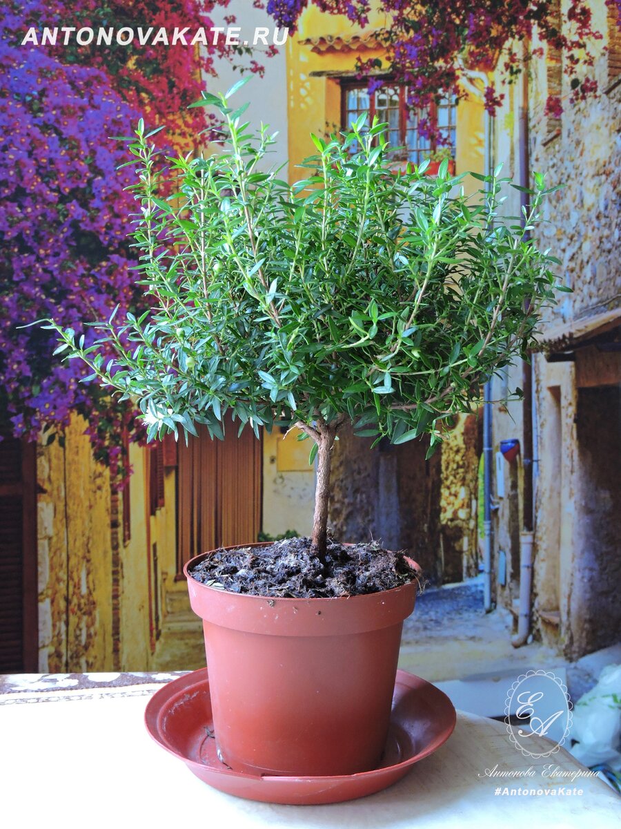 Моя четвертая попытка завести Мирт. 2018 год.