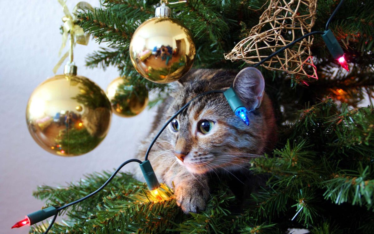 Фото: Яндекс