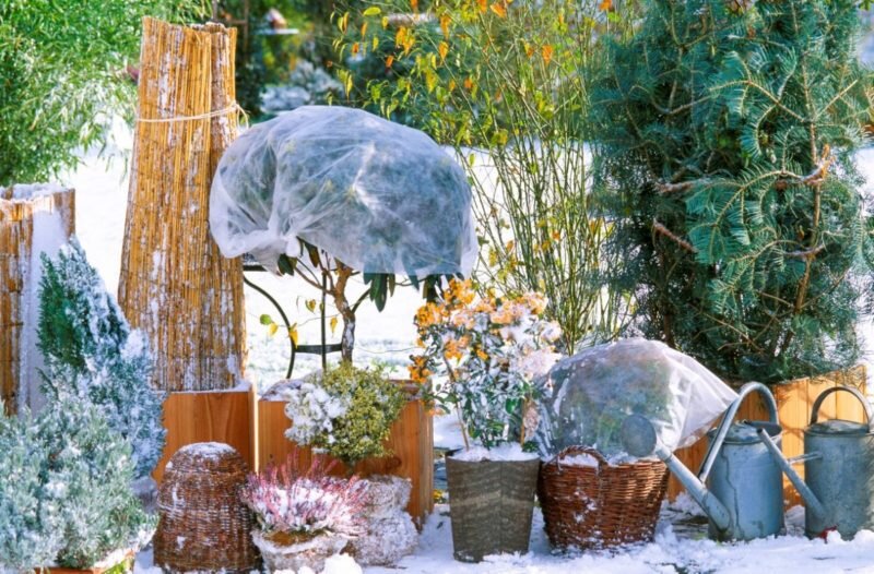 Укрытие растений на зиму. Иллюстрация для статьи используется с сайта botanichka.ru