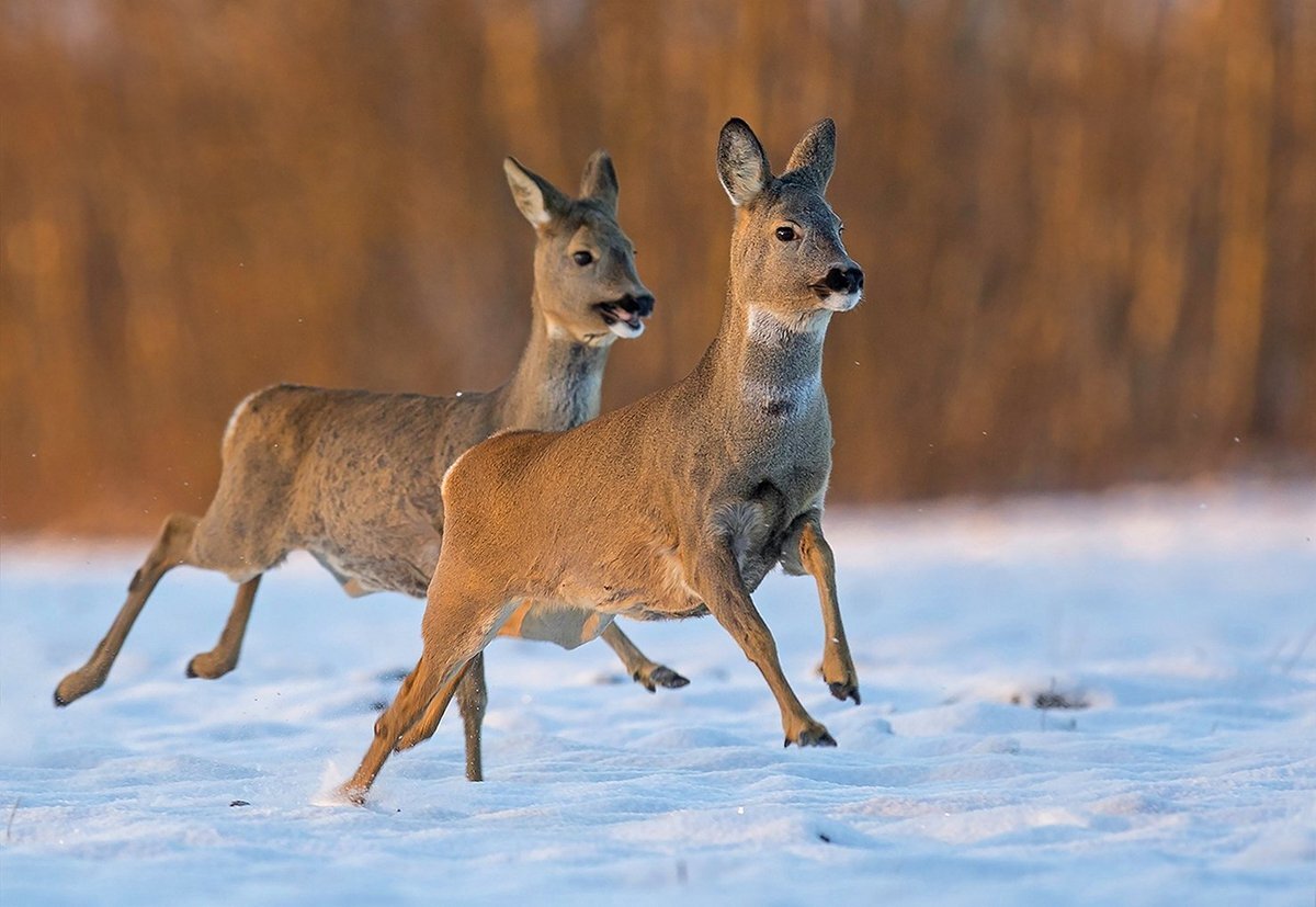 Фото из интернета. 