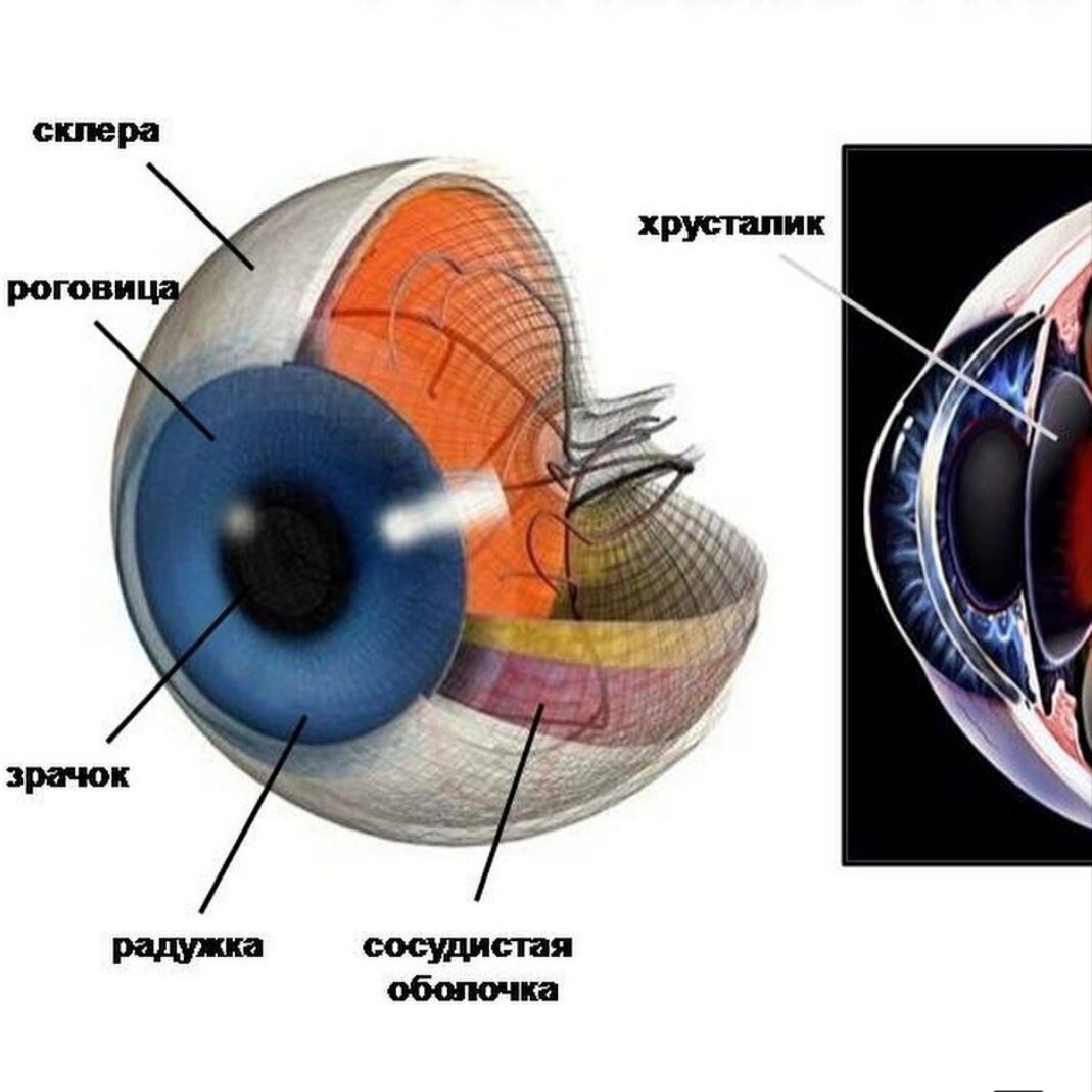 Сетчатка сосудистая оболочка склера. Роговица сетчатка структура глаза. Строение хрусталика глаза. Строение глаза роговица хрусталик. Роговица глаза схема.