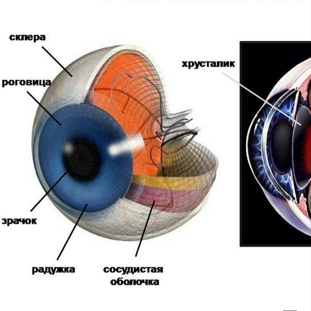 Ткани глаза. Роговица сетчатка структура глаза. Строение хрусталика глаза. Строение глаза роговица хрусталик. Роговица глаза схема.