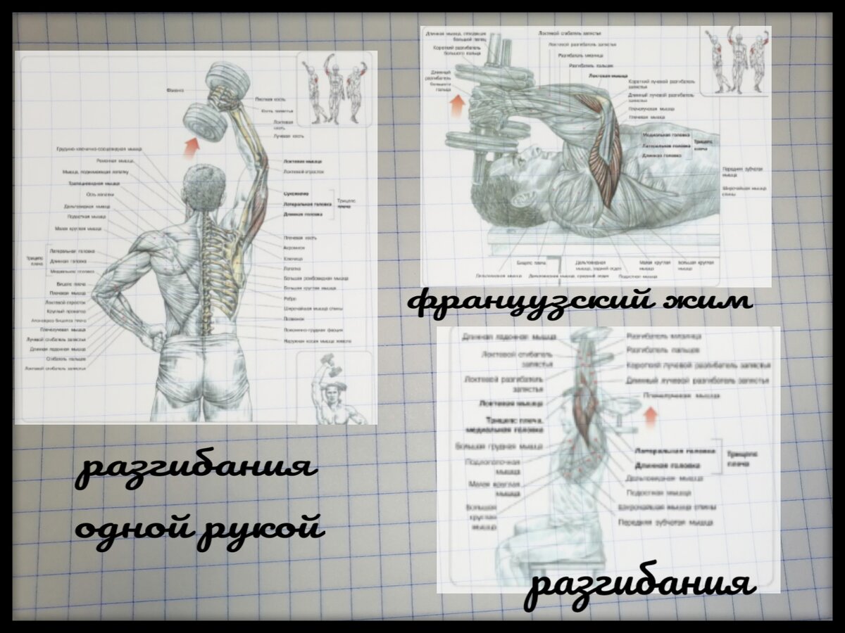 Схемы тренировки трицепса с помощью гантелей. Схемы взяты из книги Ф. Дэлавье "Анатомия силовых упражнений".
