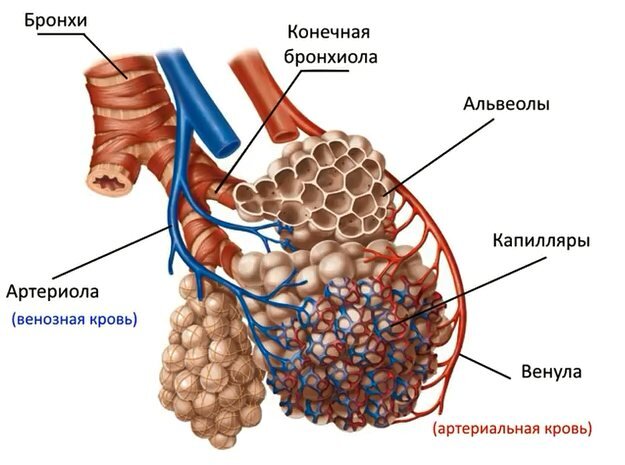 почему в животе лопаются пузырьки | Дзен