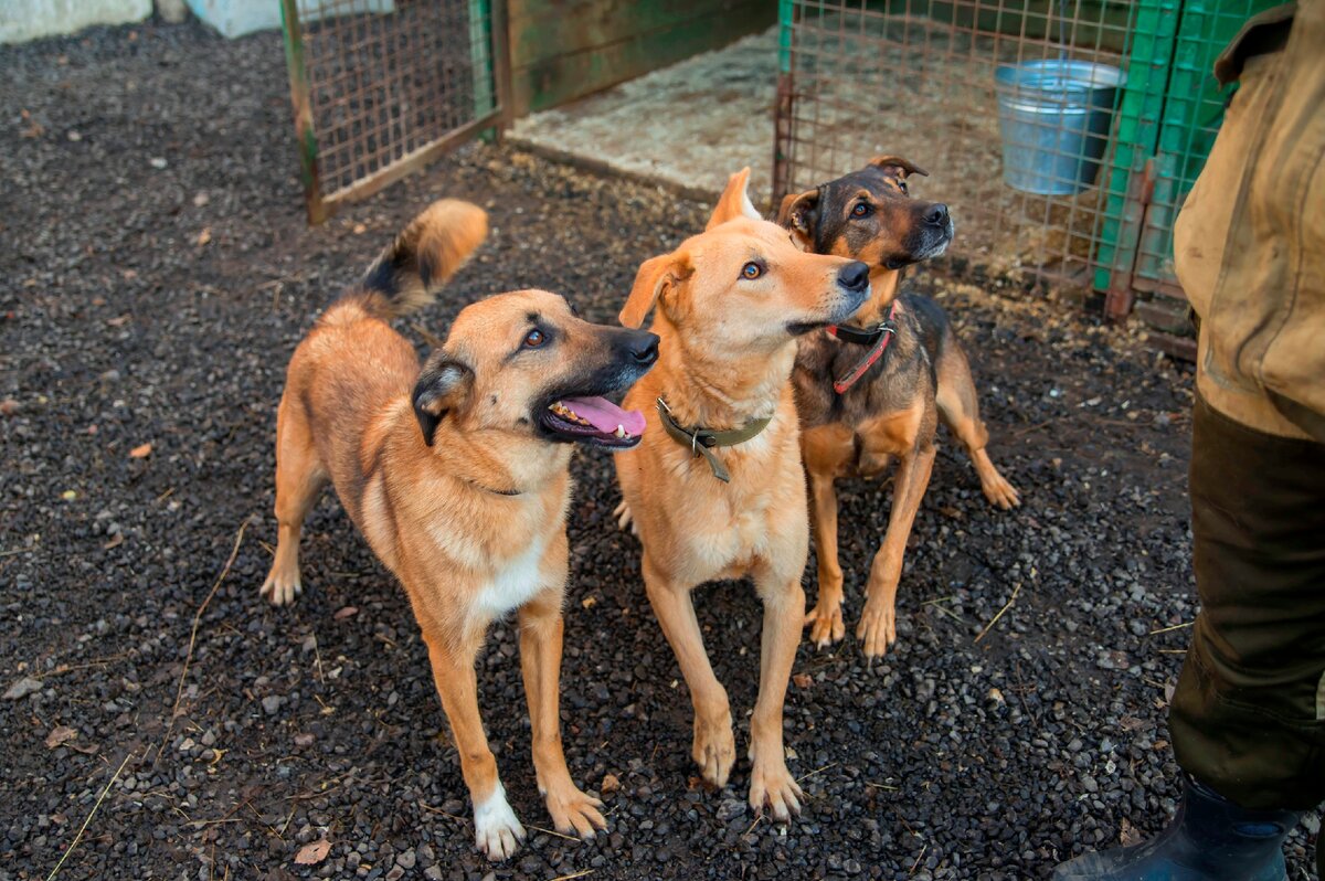 Соседи по вольеру: Яни и Бритта