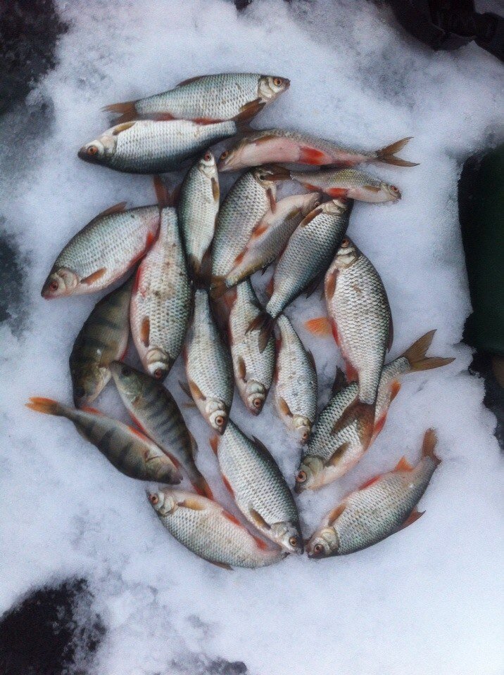 Плотва красноперка сорога. Плотва серушка. Обыкновенная плотва и чебак. Малек плотвы. Подлещик плотва и красноперка.