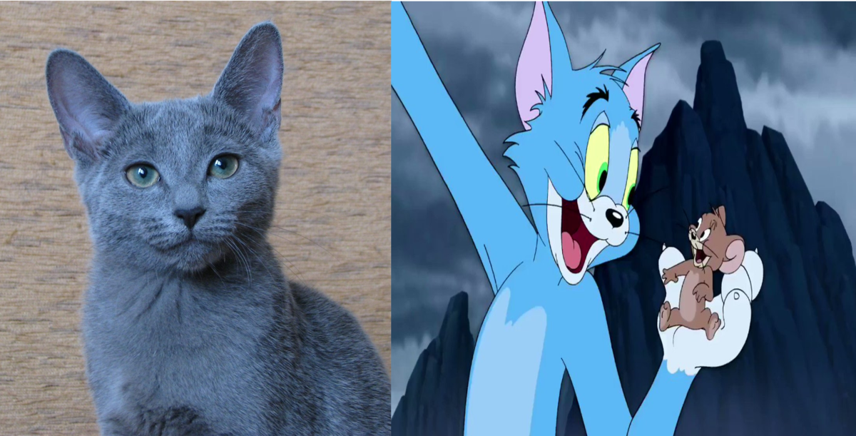 Кошка породы русская голубая и кадр из мультфильма Том и Джерри