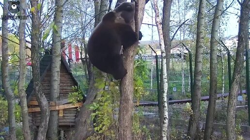 Первый Авиаполёт медведя Мансура 😂🐻