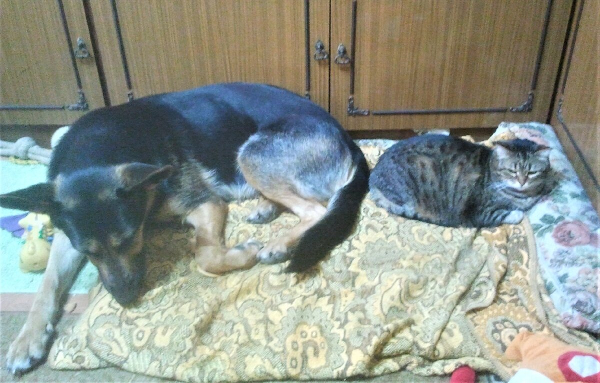 Мурка и Кейси