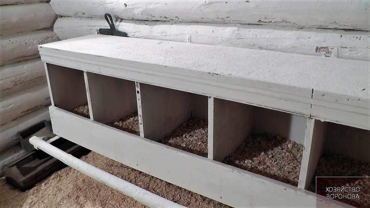 Гнёзда перед заселением кур в курятник