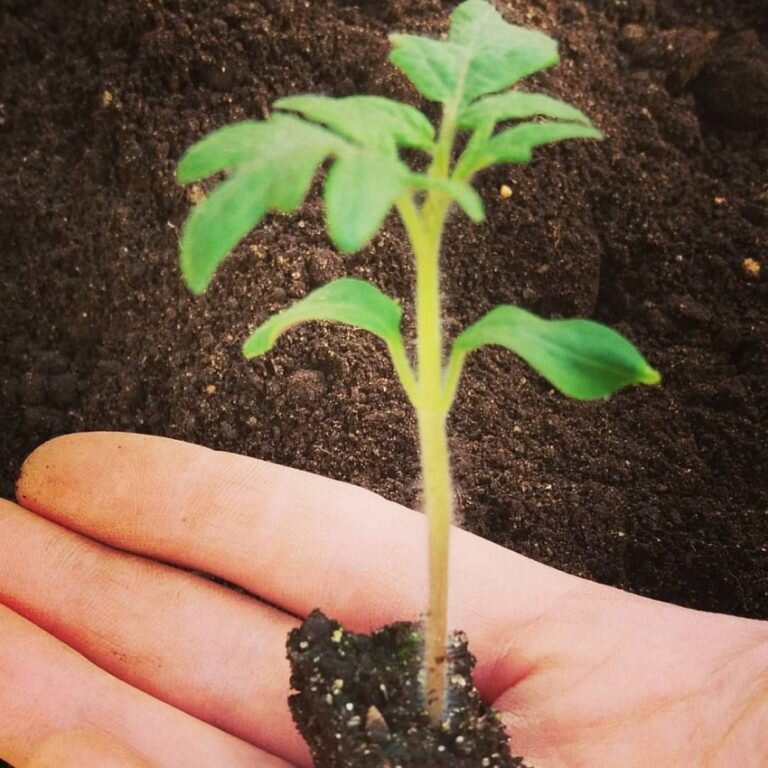 Пикировка томатов. Фото взято из Яндекс-картинки.