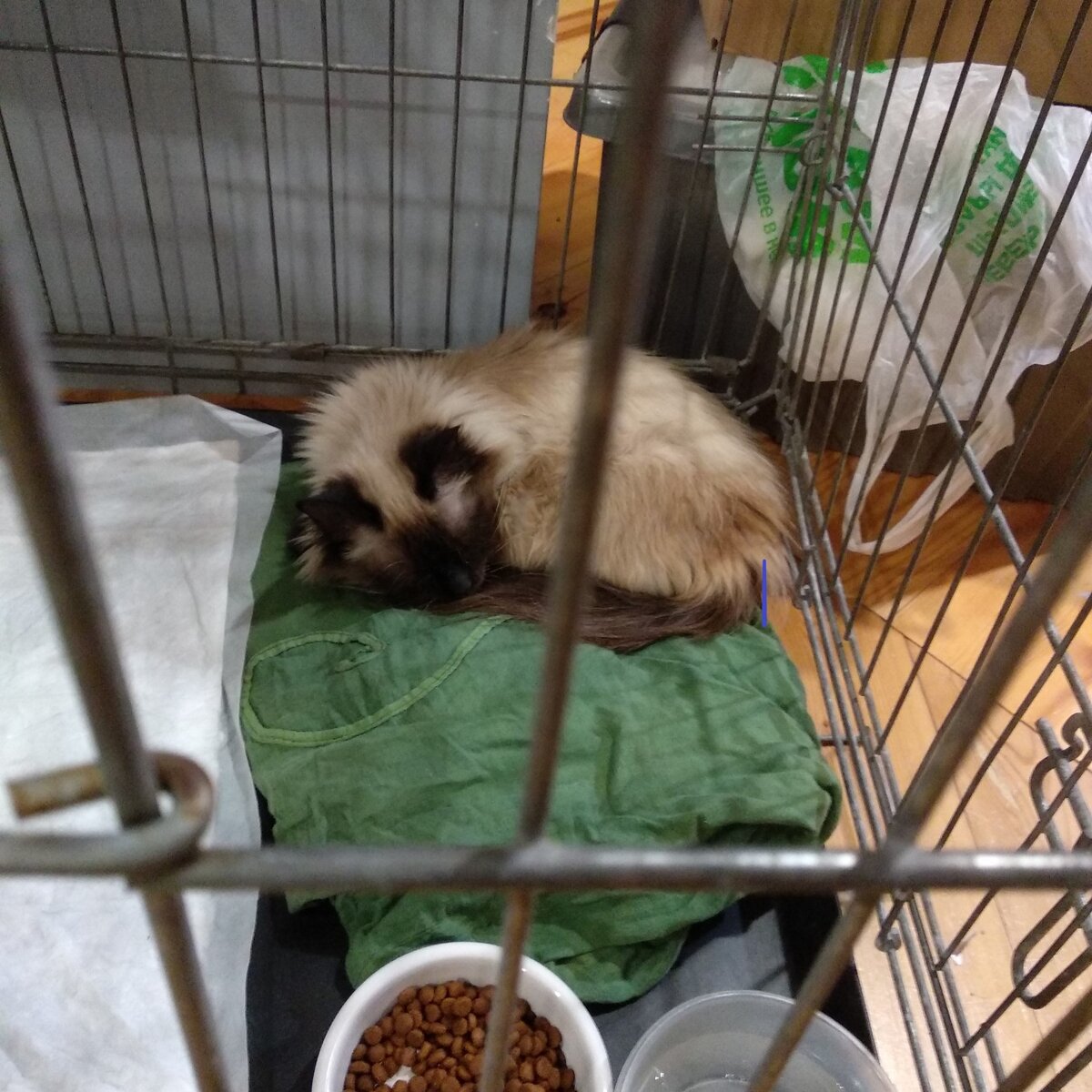 Мила в ветклинике