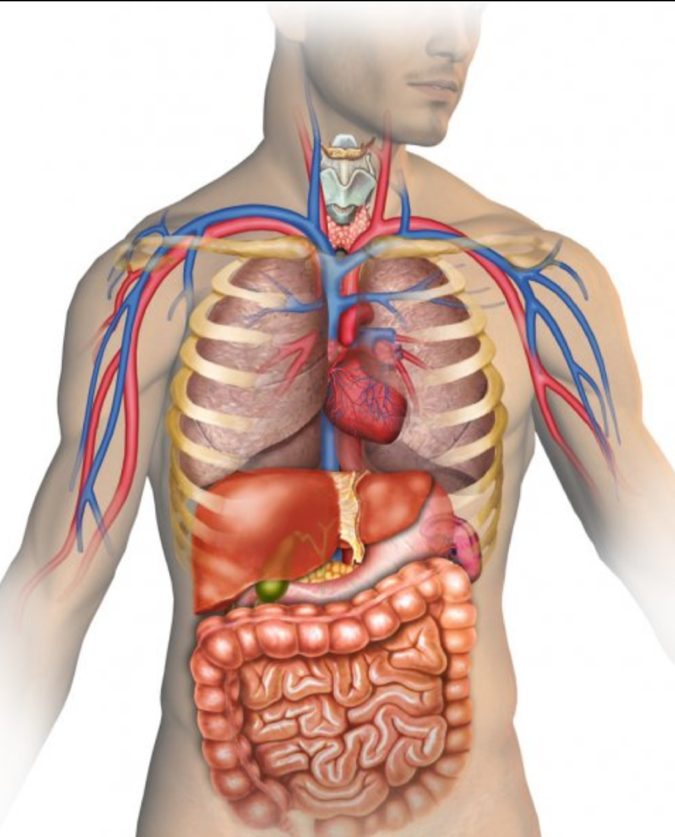 1.Количество волос зависит от их цвета. У блондинов около 146 000 волос, а у людей с черными волосами – около 110 000. У шатенов – около 100 000 и у рыжих около 85 000 волос.